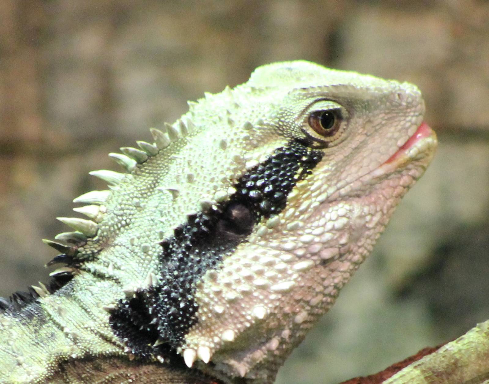 Australian water dragon