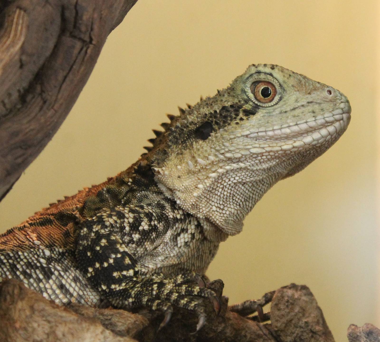 Australian water dragon
