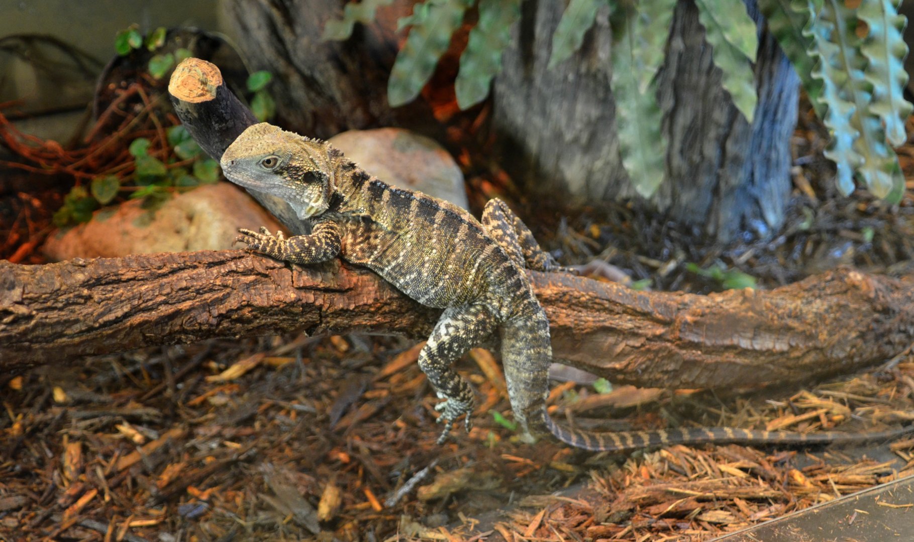Australian water dragon