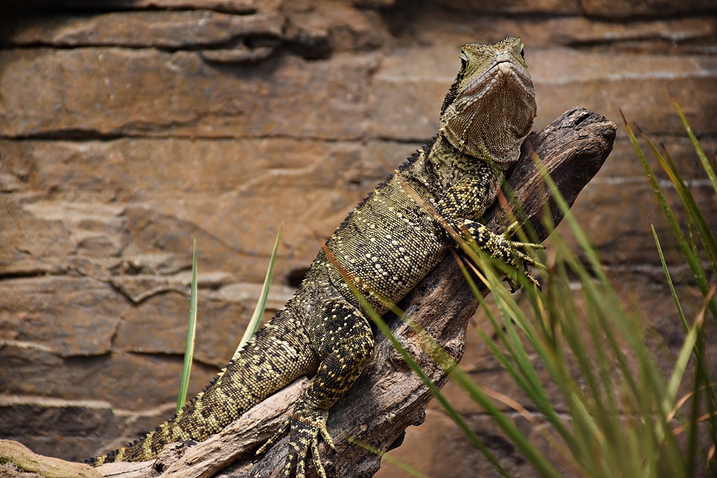 Australian water dragon