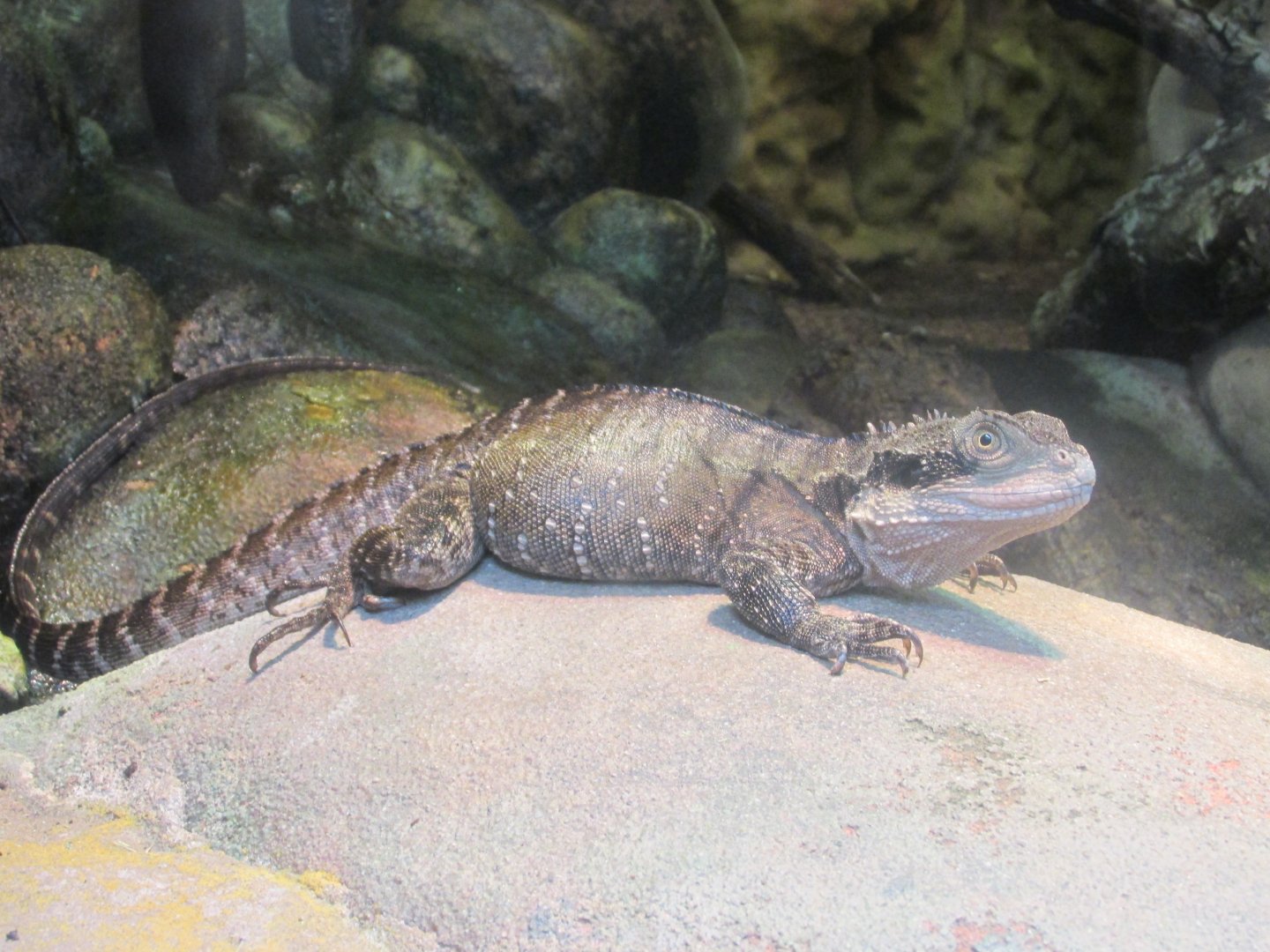 australian water dragon