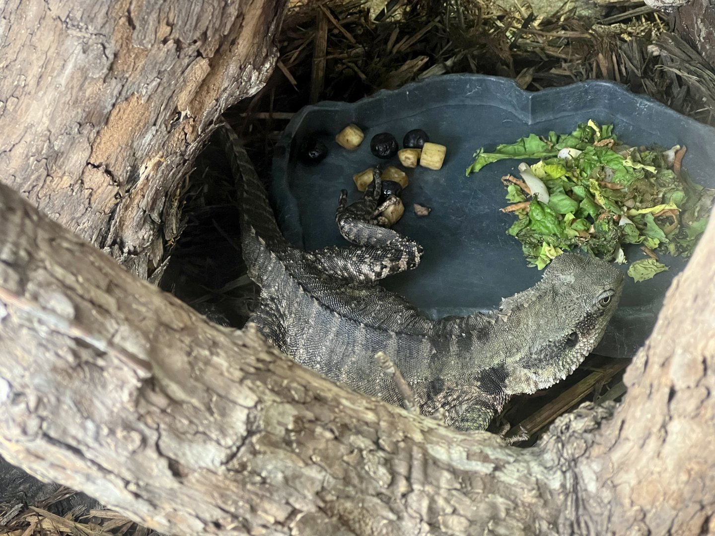 Australian Water Dragon