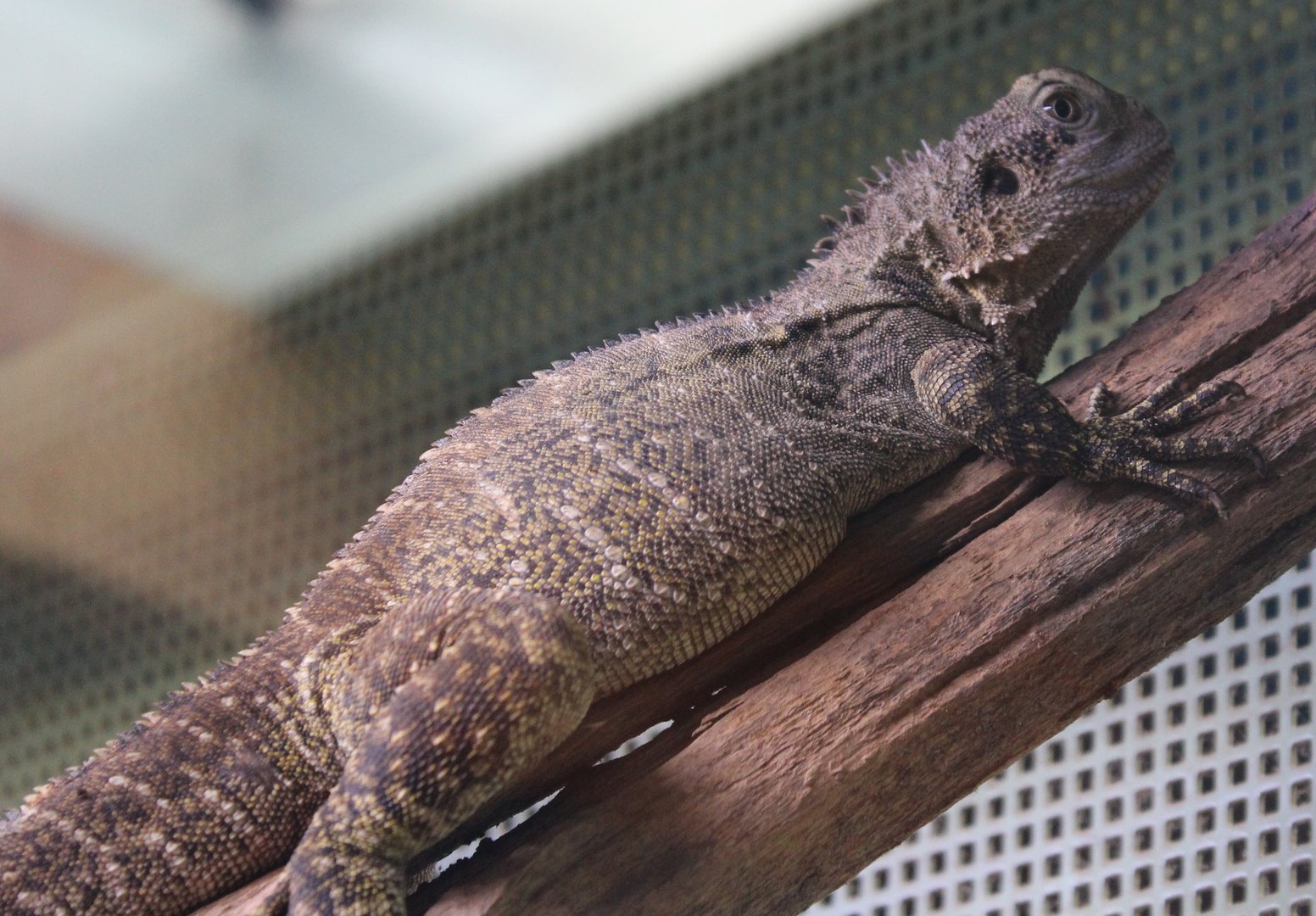 Australian water dragon