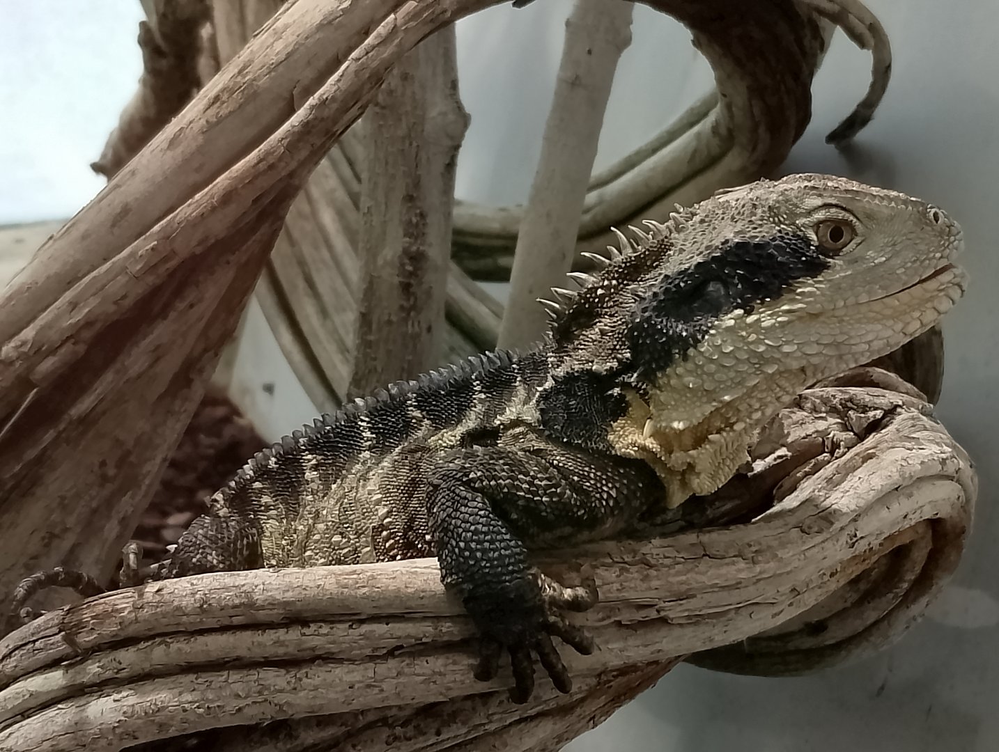 Australian water dragon