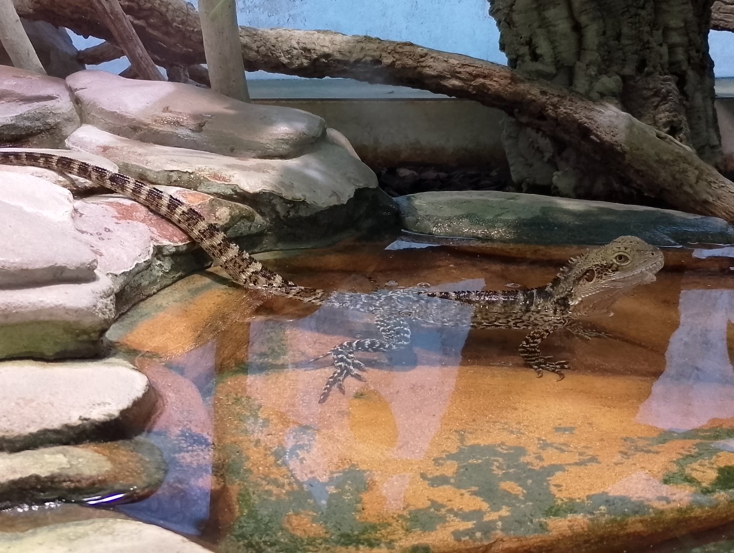 Australian water dragon