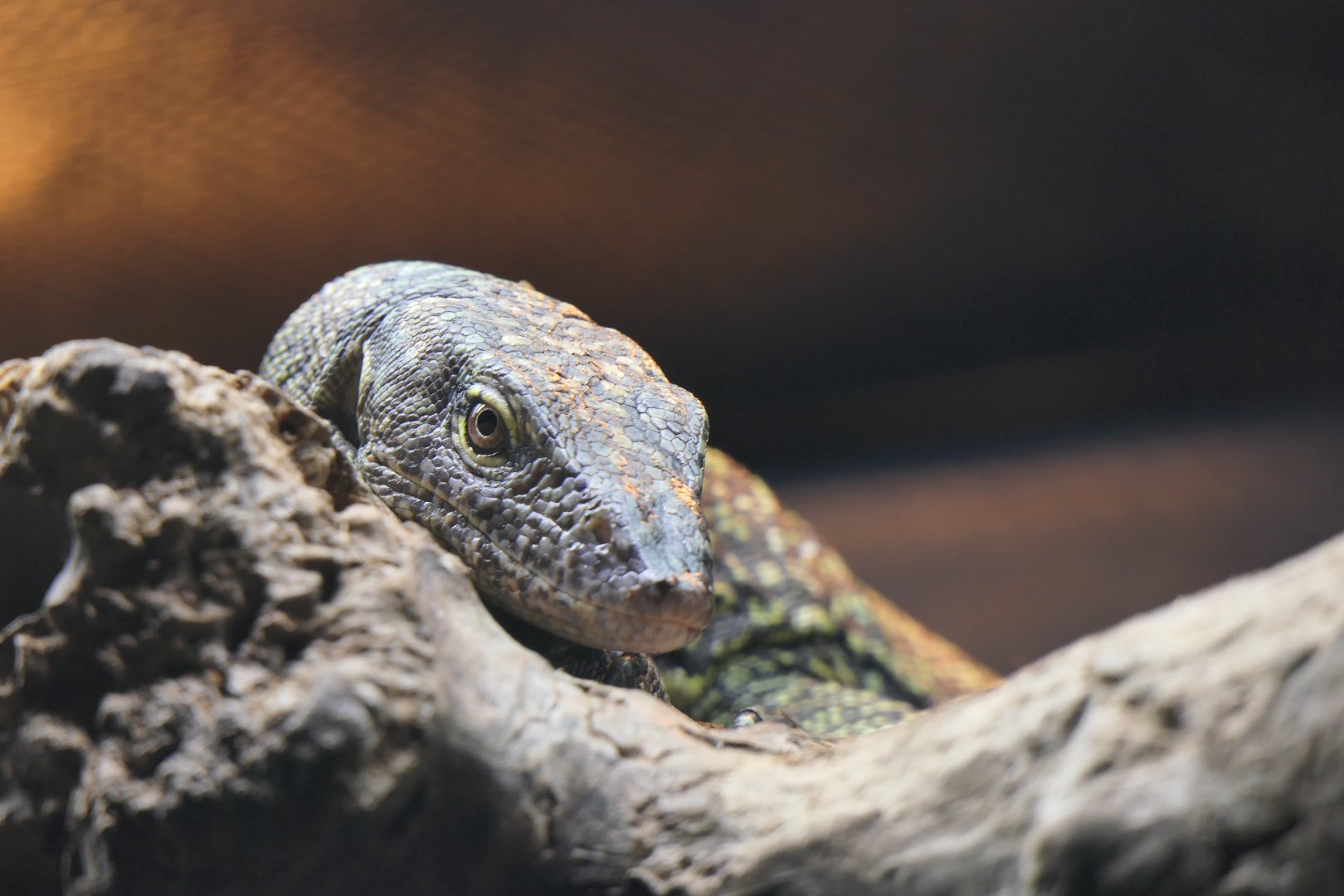 Australian Water Monitor (Varanus chlorostigma)