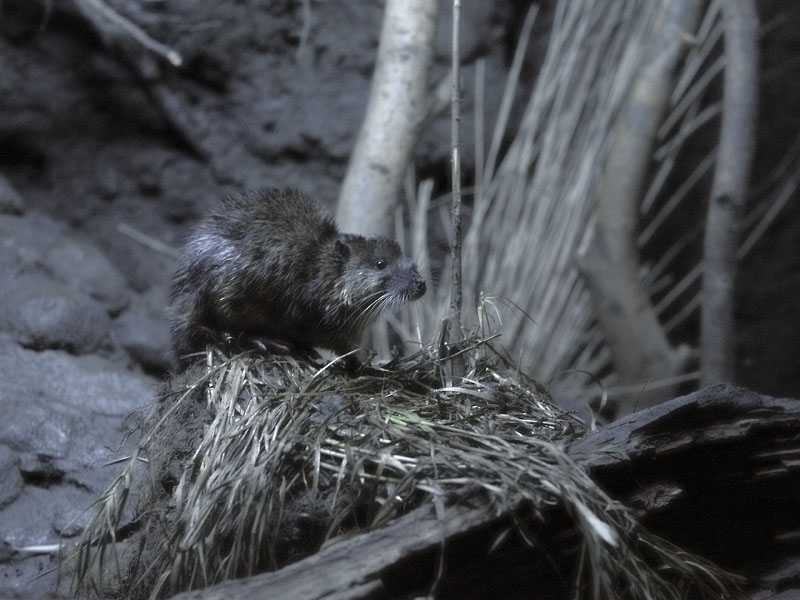 Australian water rat (1)