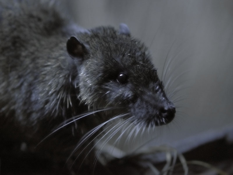 Australian water rat (2)