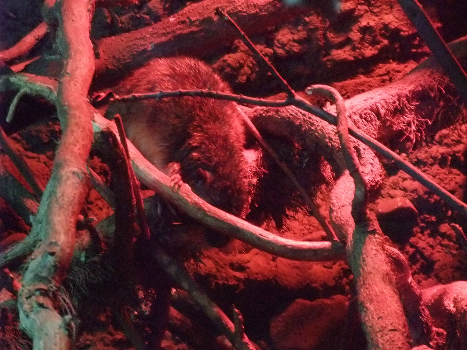 Australian Water Rat at London, 16/11/11