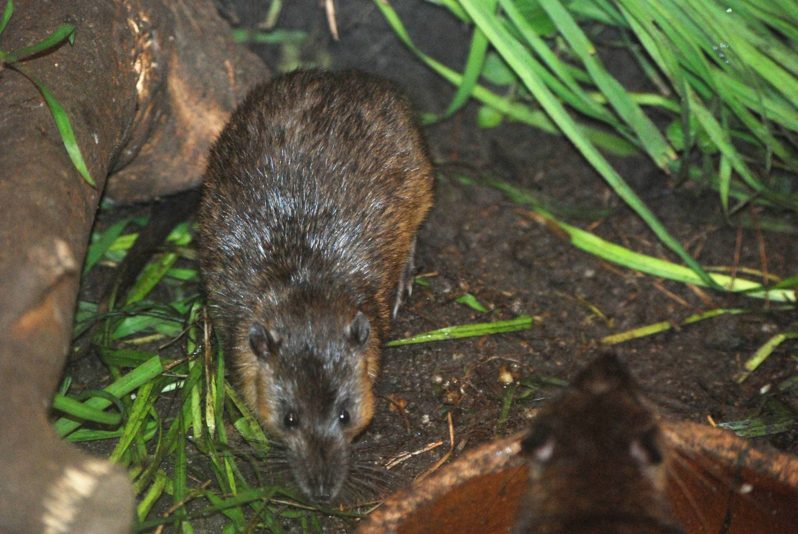Australian Water Rat at Pilsen, 31/08/12