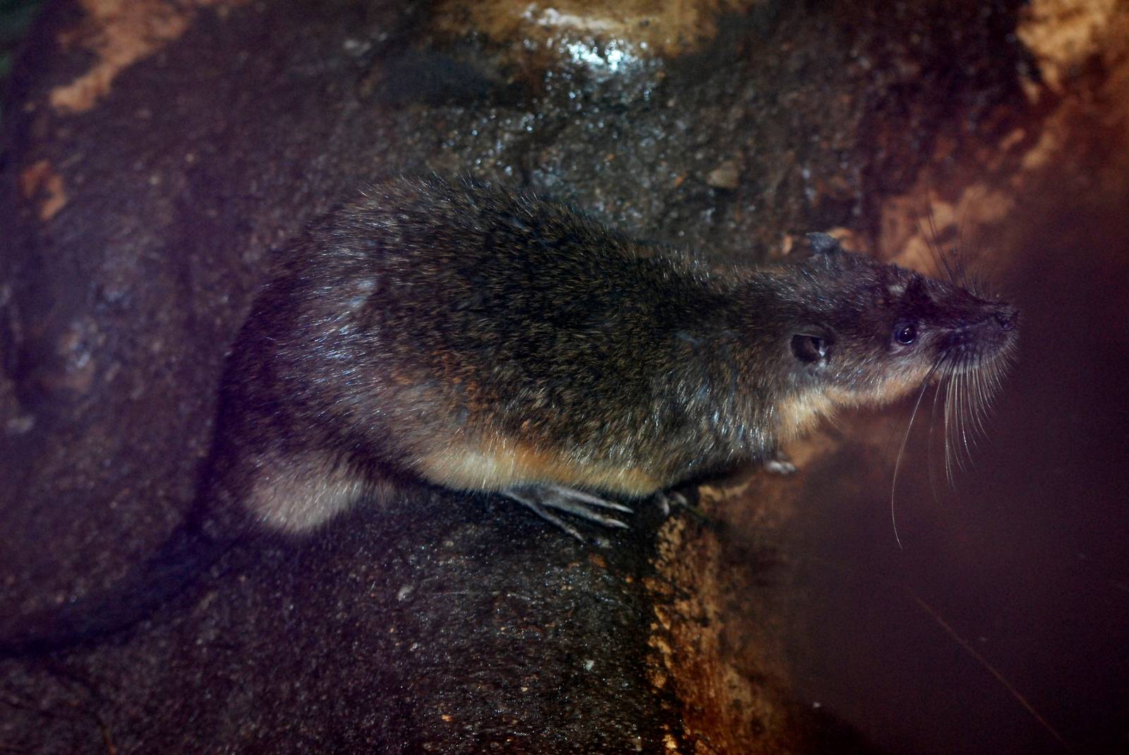 Australian Water Rat at Pilsen, 31/08/12