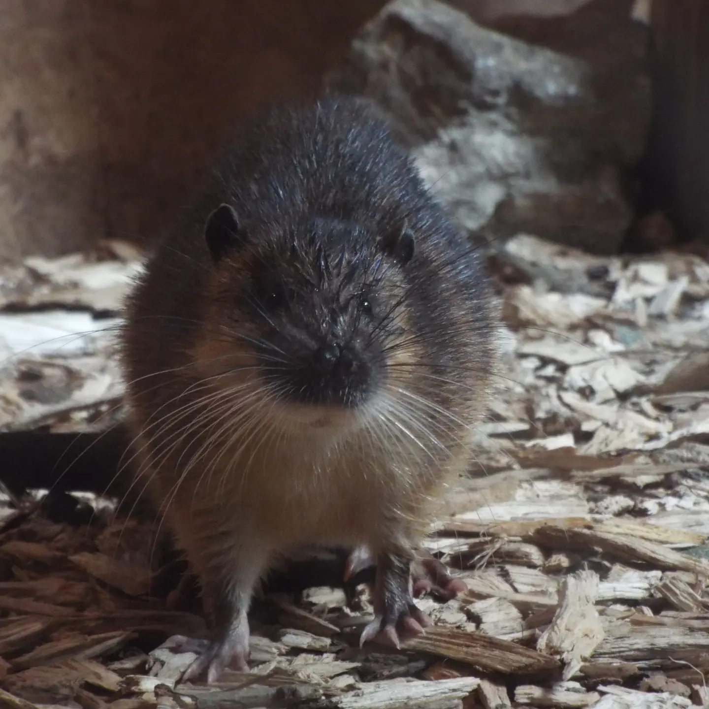 Australian water rat, Axe Valley
