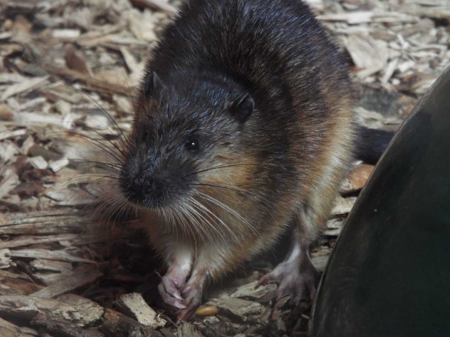 Australian water rat, Axe Valley