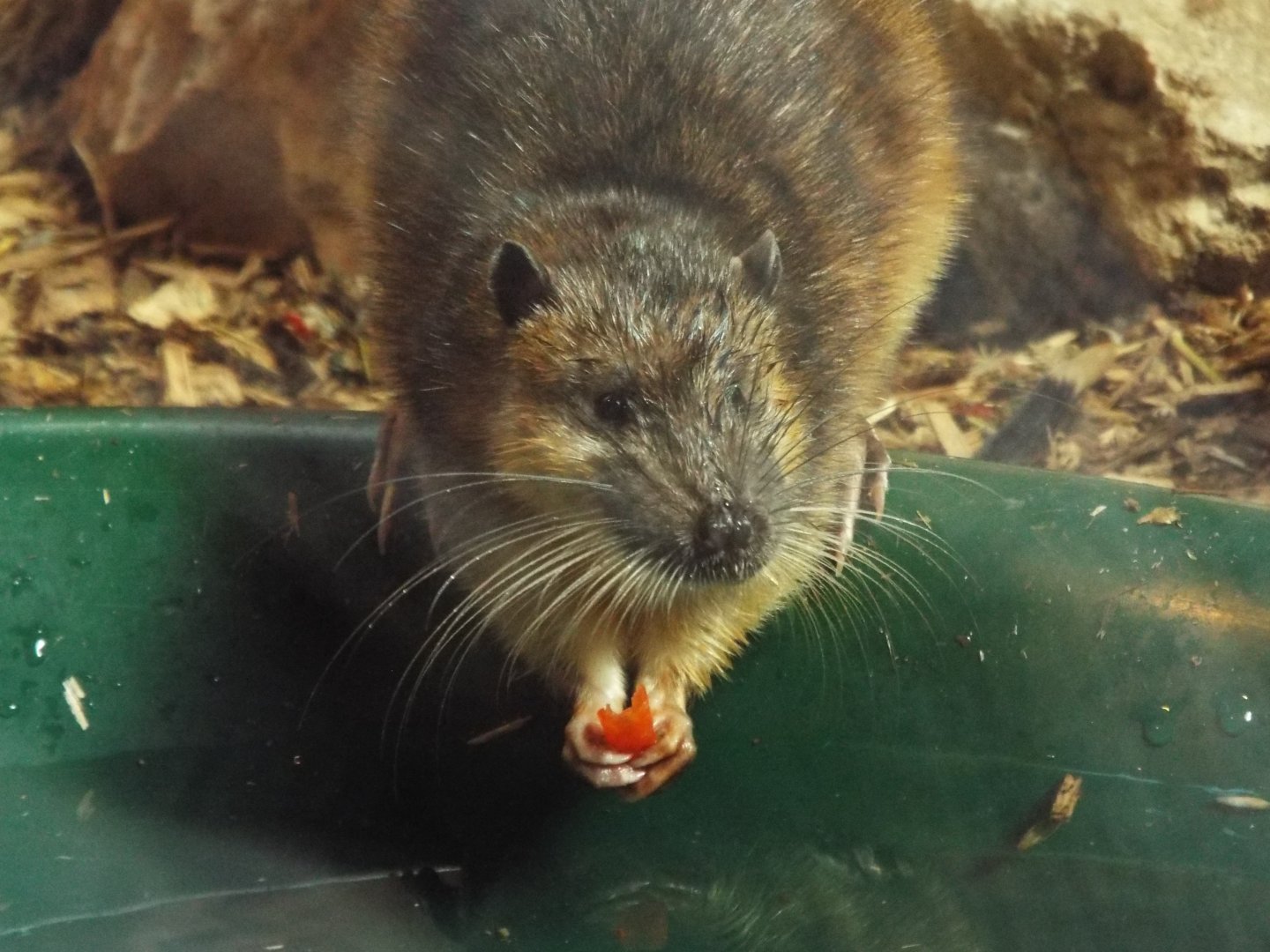 Australian Water Rat, Axe Valley