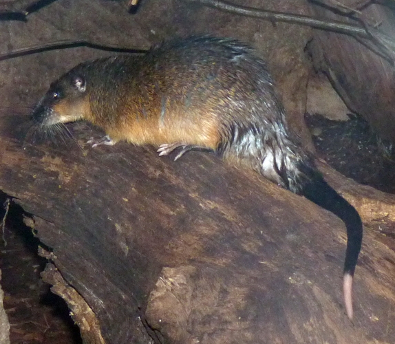 Australian water rat (Hydromys chrysogaster)
