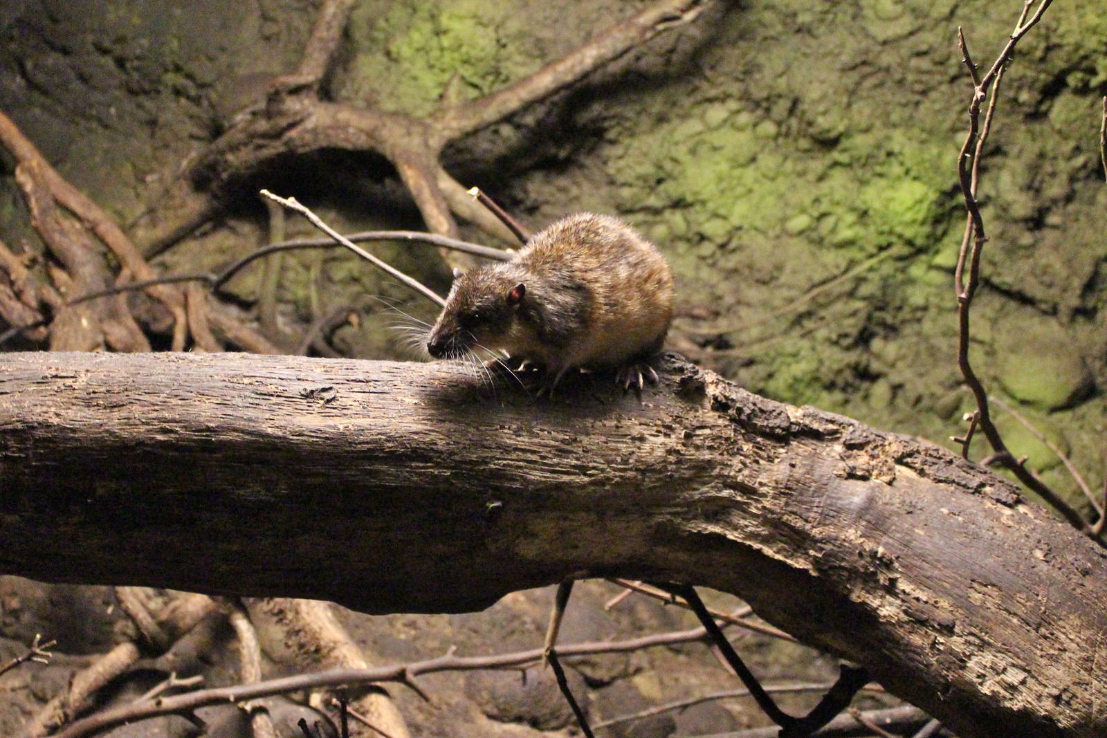 Australian water rat, June 2013