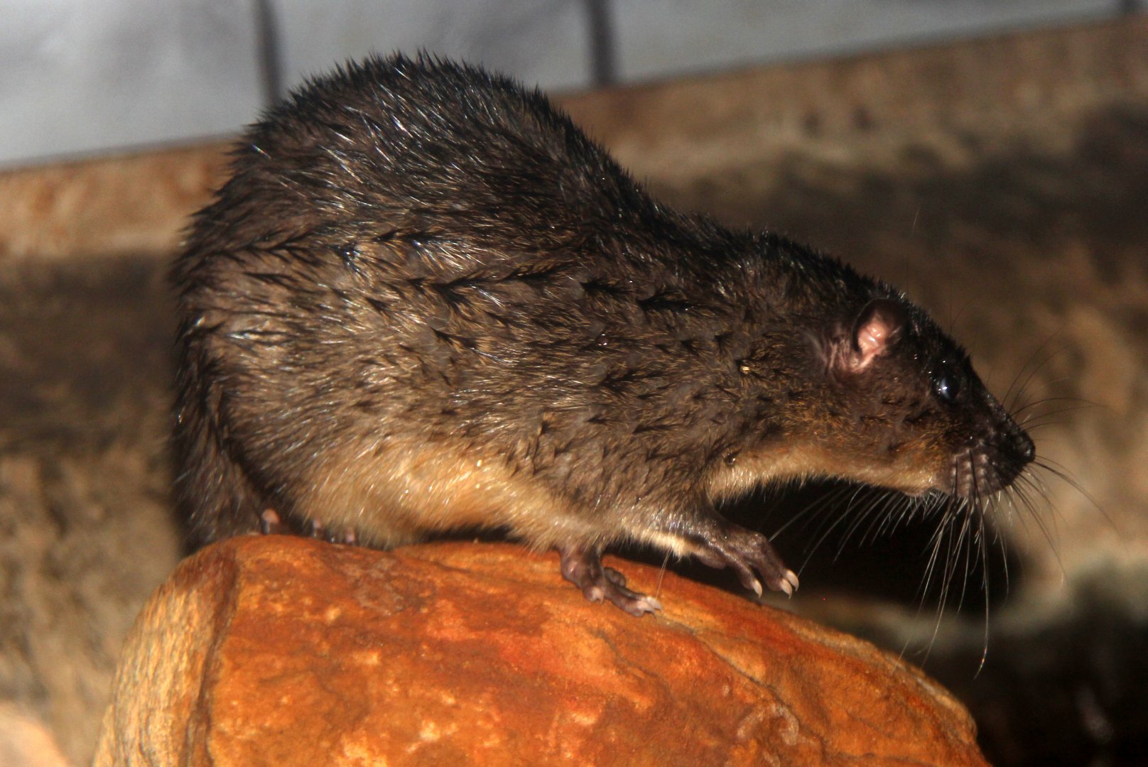 Australian water-rat or rakali (Hydromys chrysogaster)