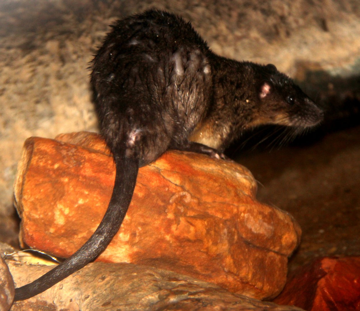 Australian water-rat or rakali (Hydromys chrysogaster)