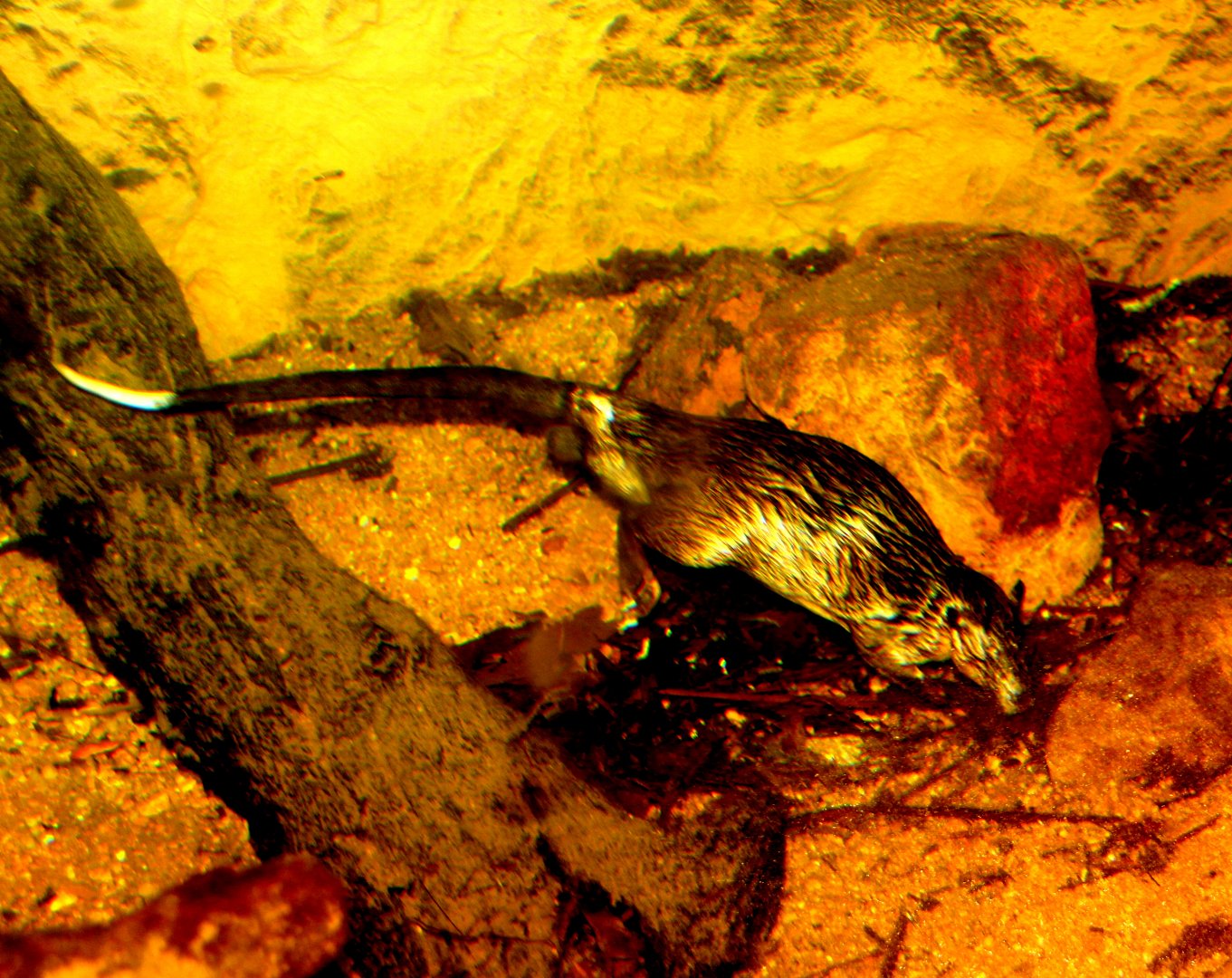 Australian water-rat or rakali (Hydromys chrysogaster)