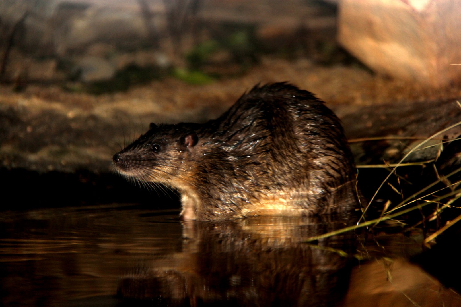 Australian water-rat or rakali (Hydromys chrysogaster)