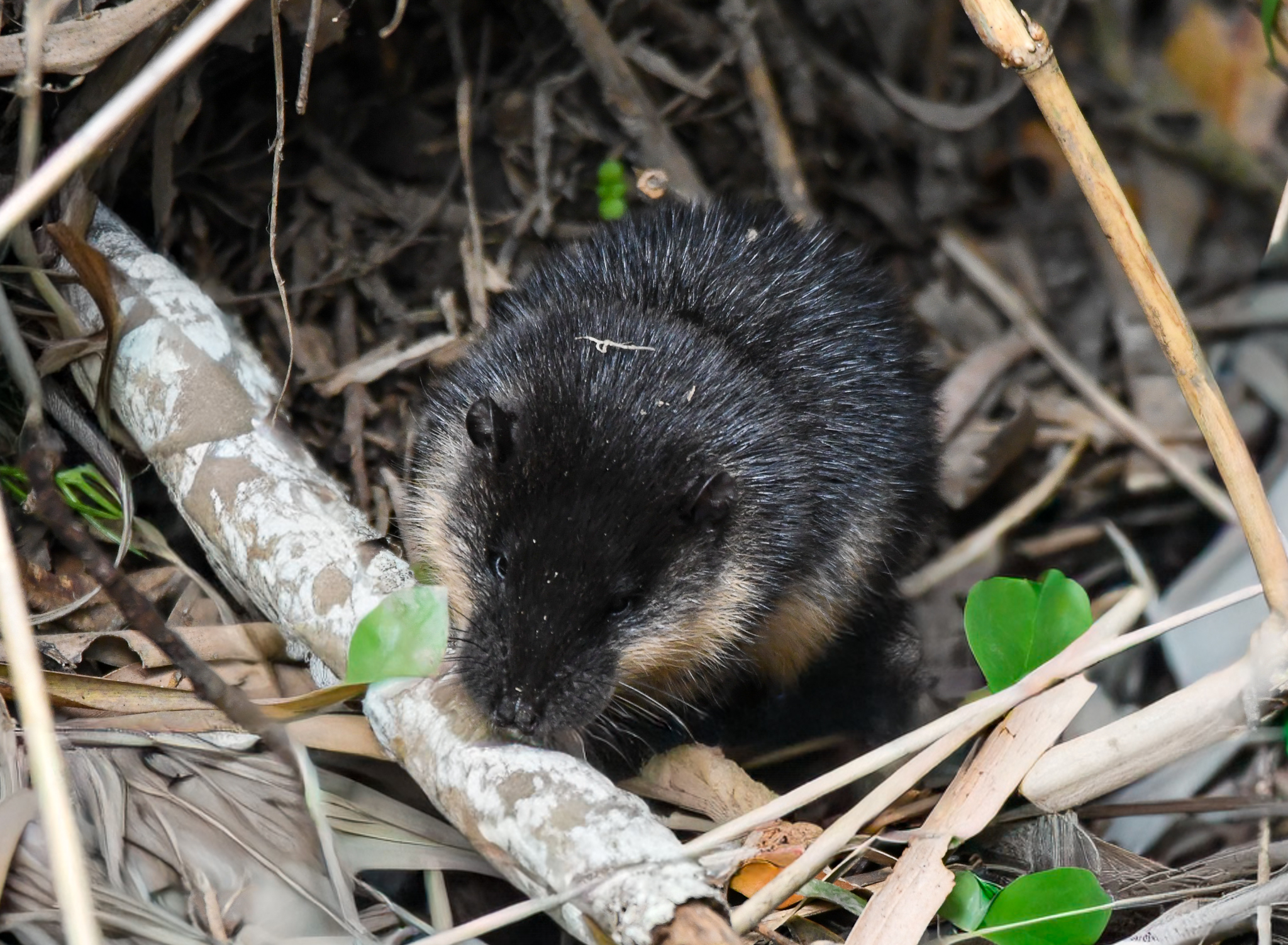 Australian Water Rat/Rakali pup