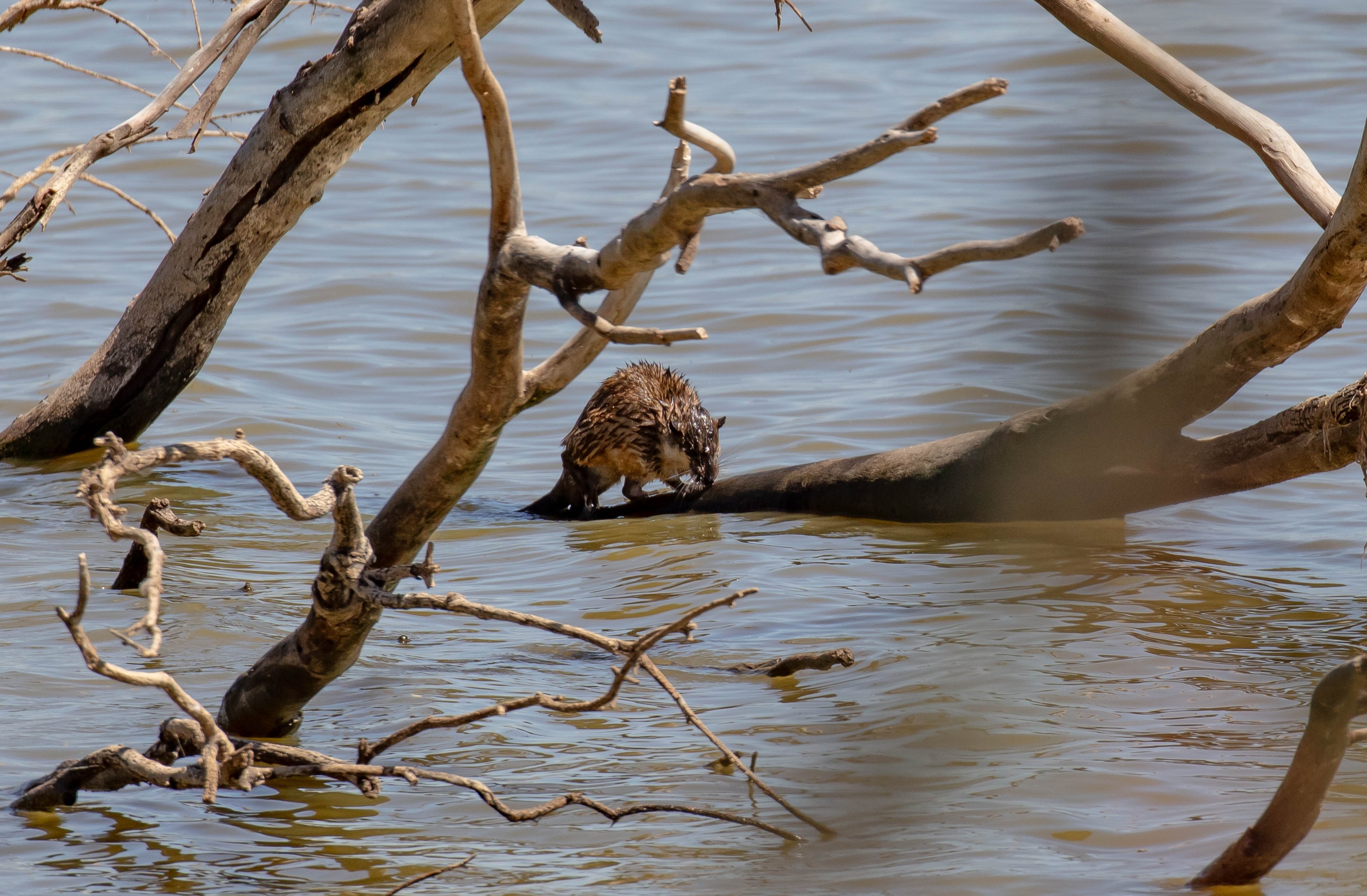 Australian Water Rat (Rakali)