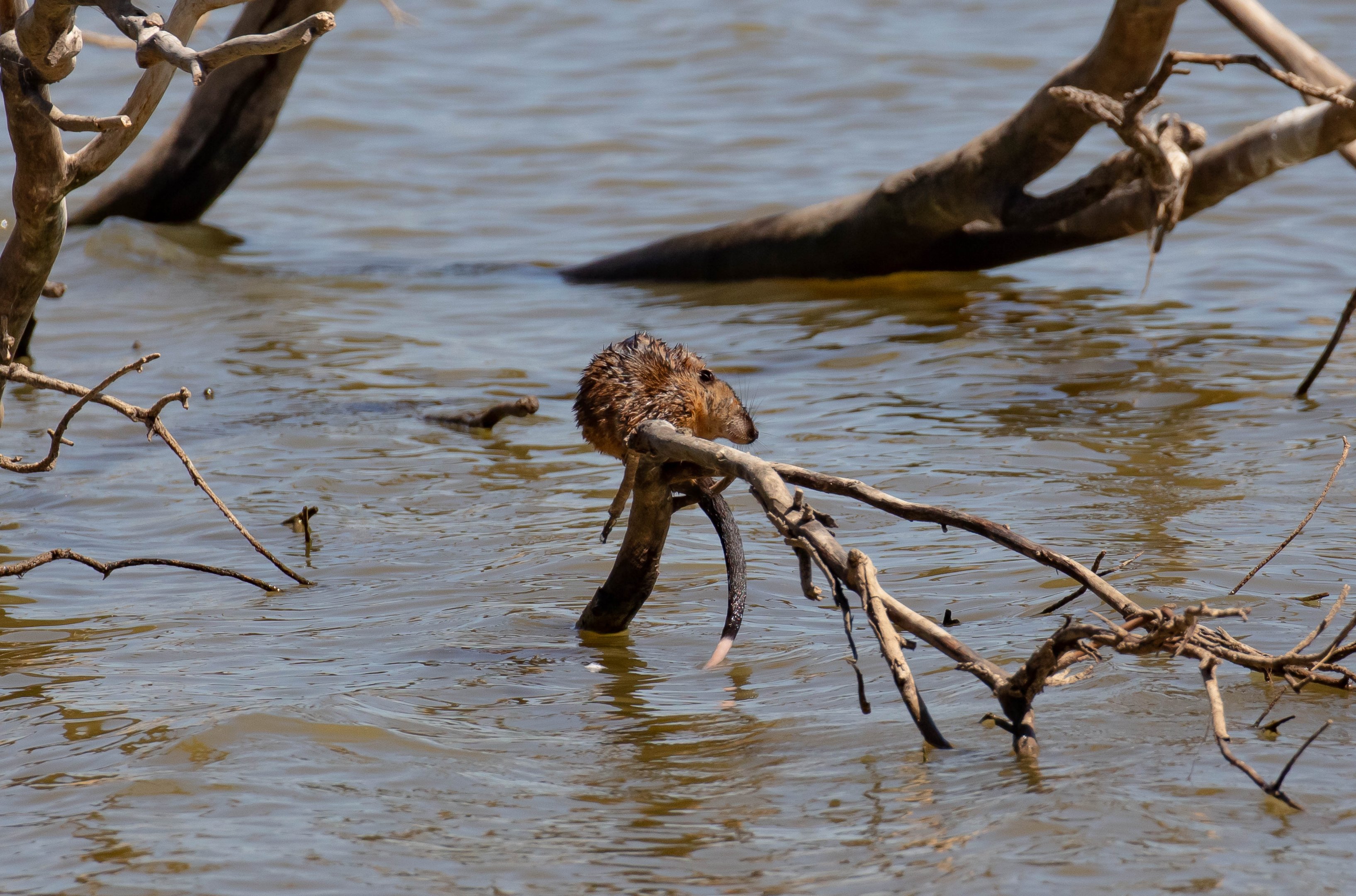 Australian Water Rat (Rakali)