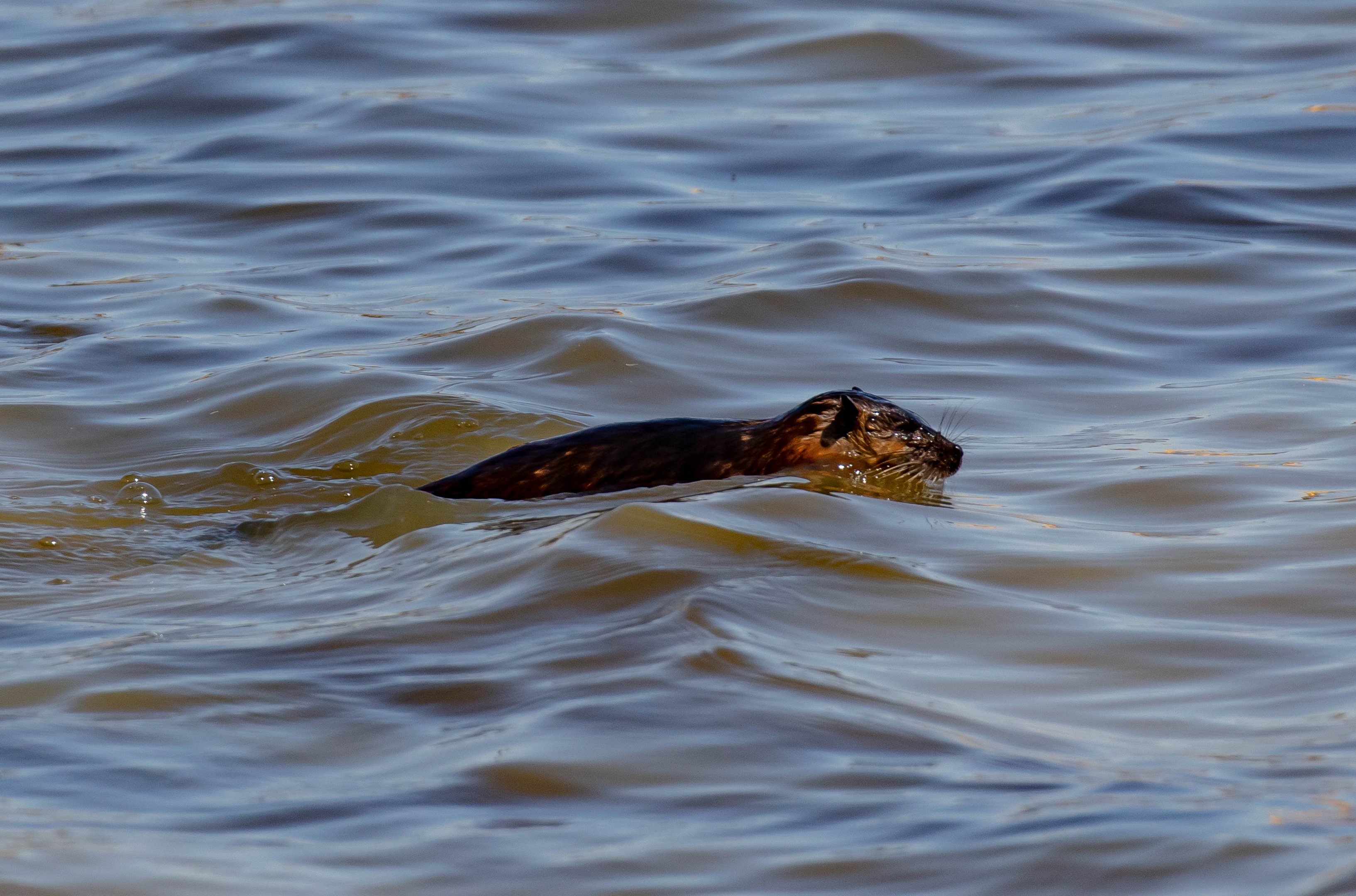 Australian Water Rat (Rakali)