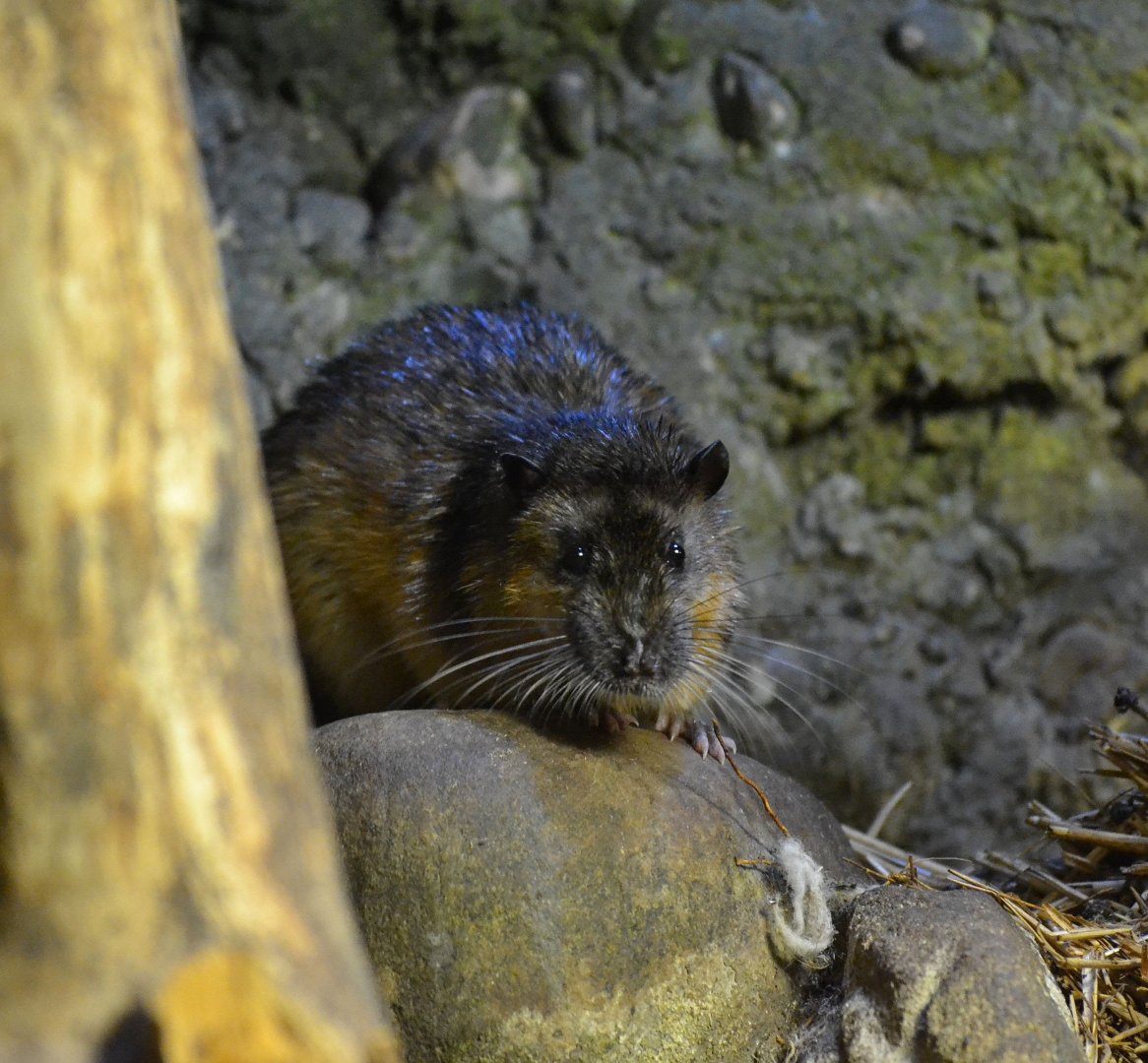 Australian Water Rat - September 2016