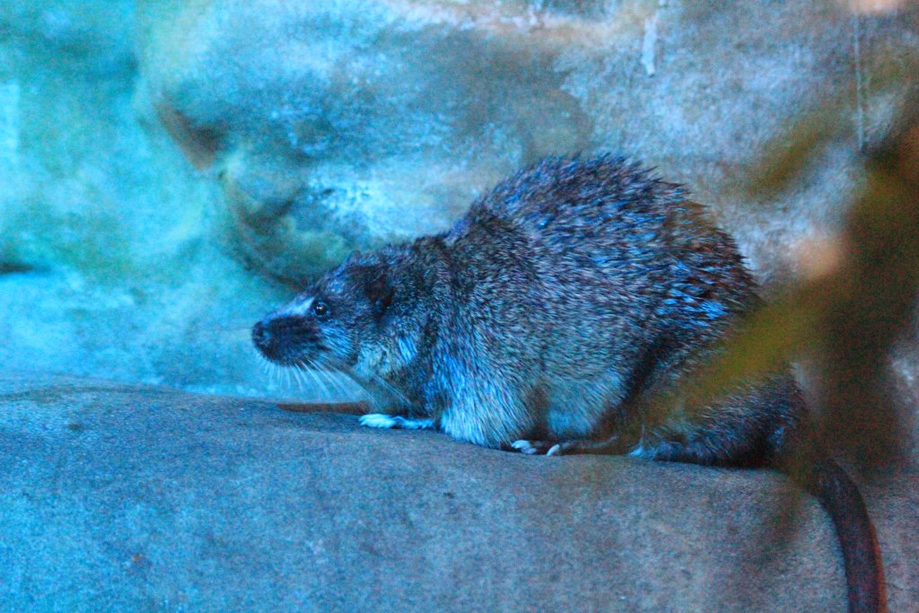 Australian Water Rat