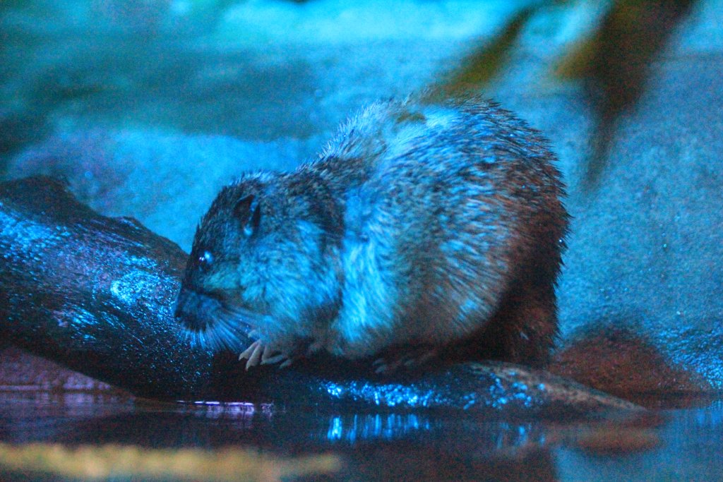 Australian Water Rat