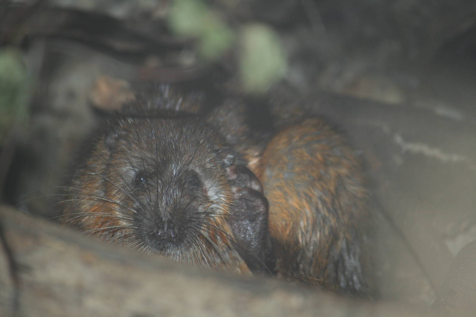 Australian water rat