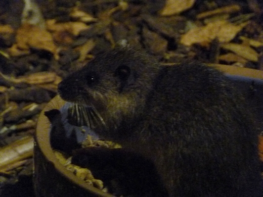 Australian water rat