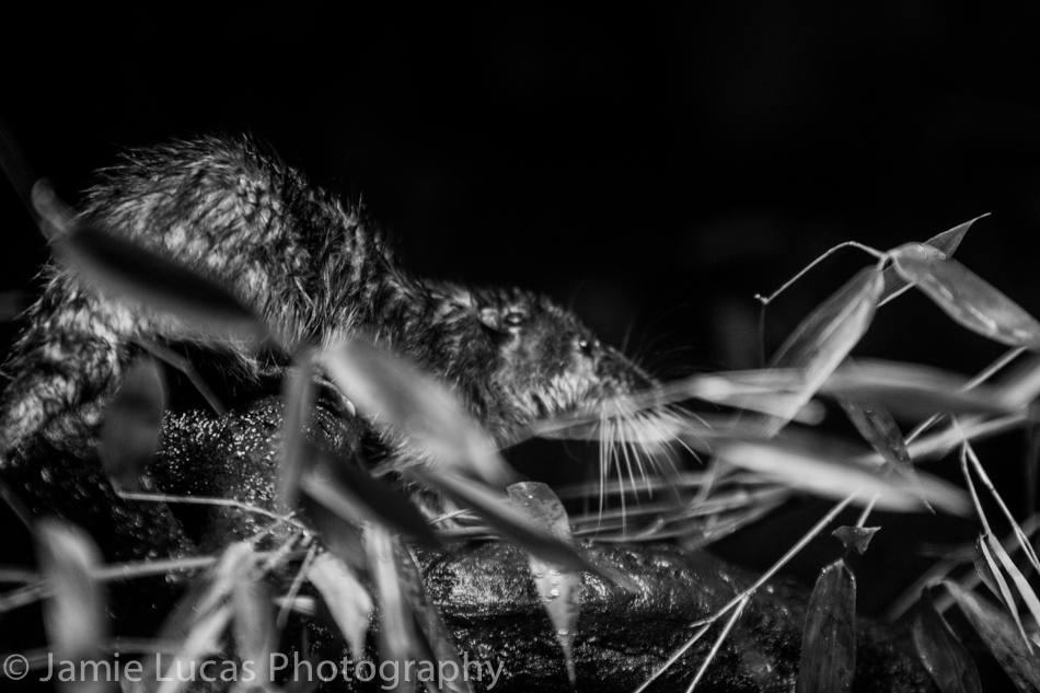Australian Water Rat