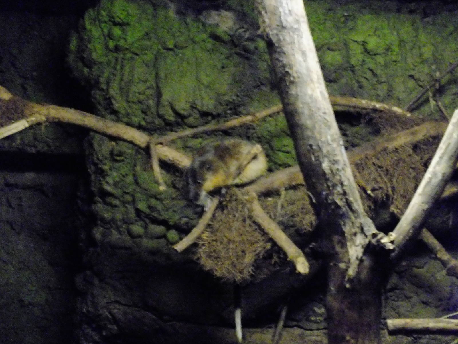 Australian Water Rat