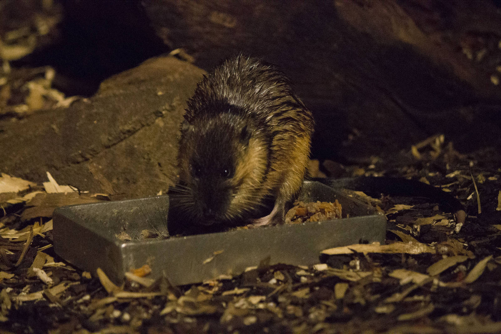 Australian water rat