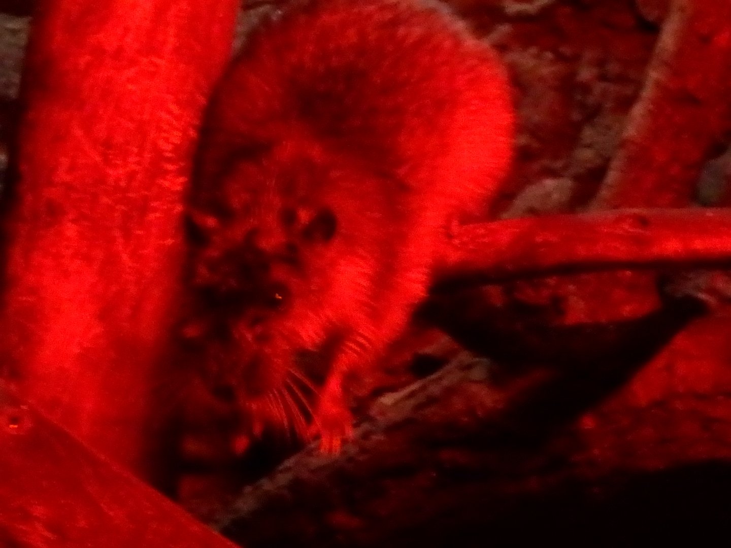 Australian water rat