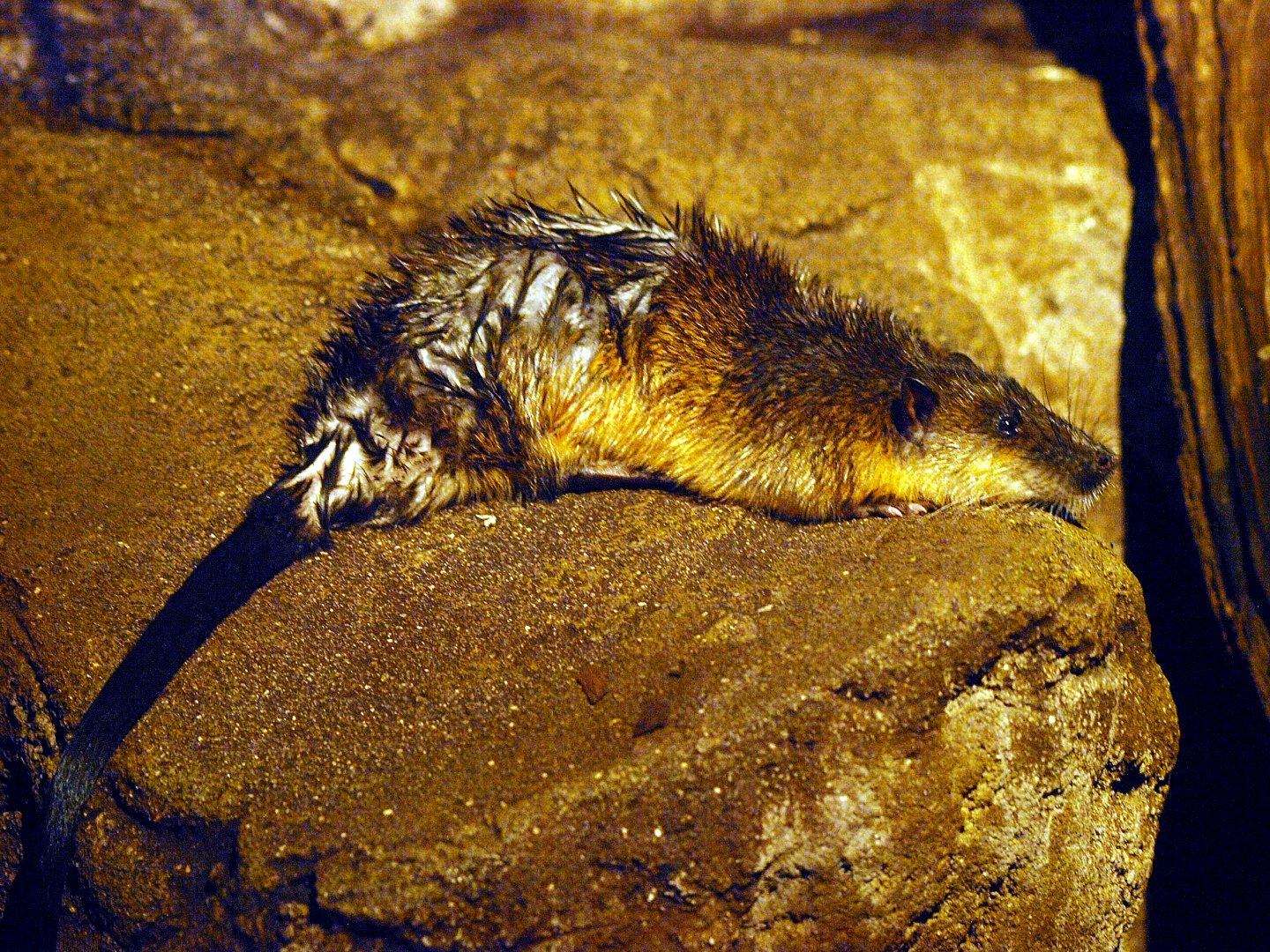 Australian water rat