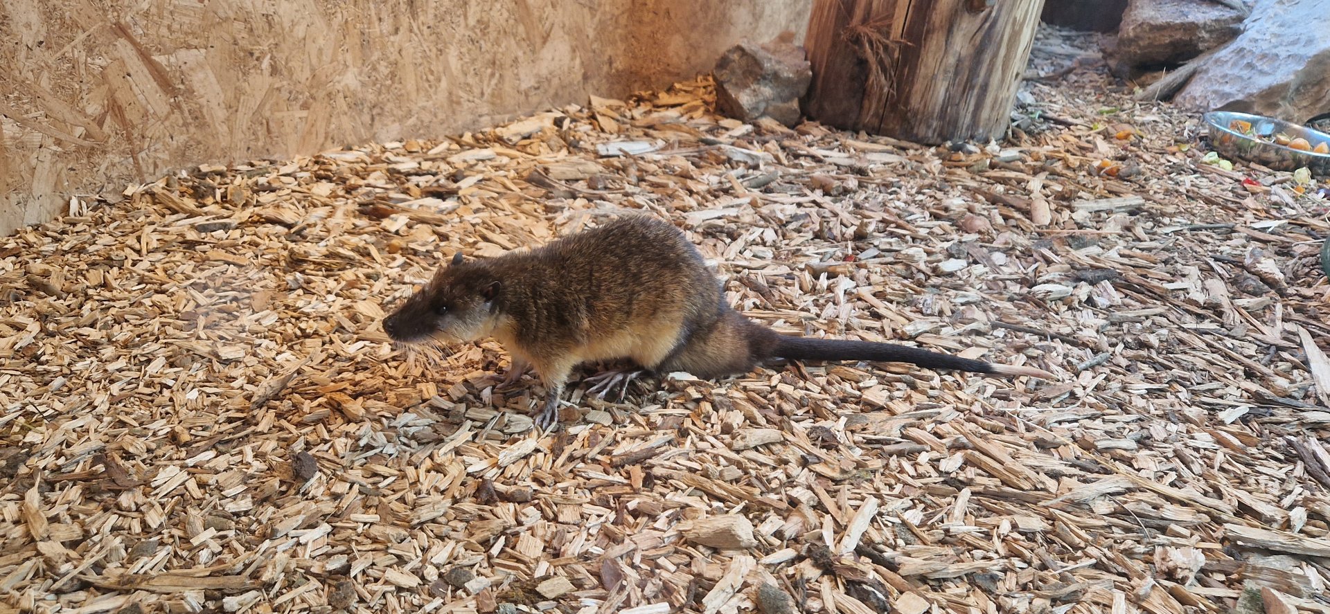 Australian water rat