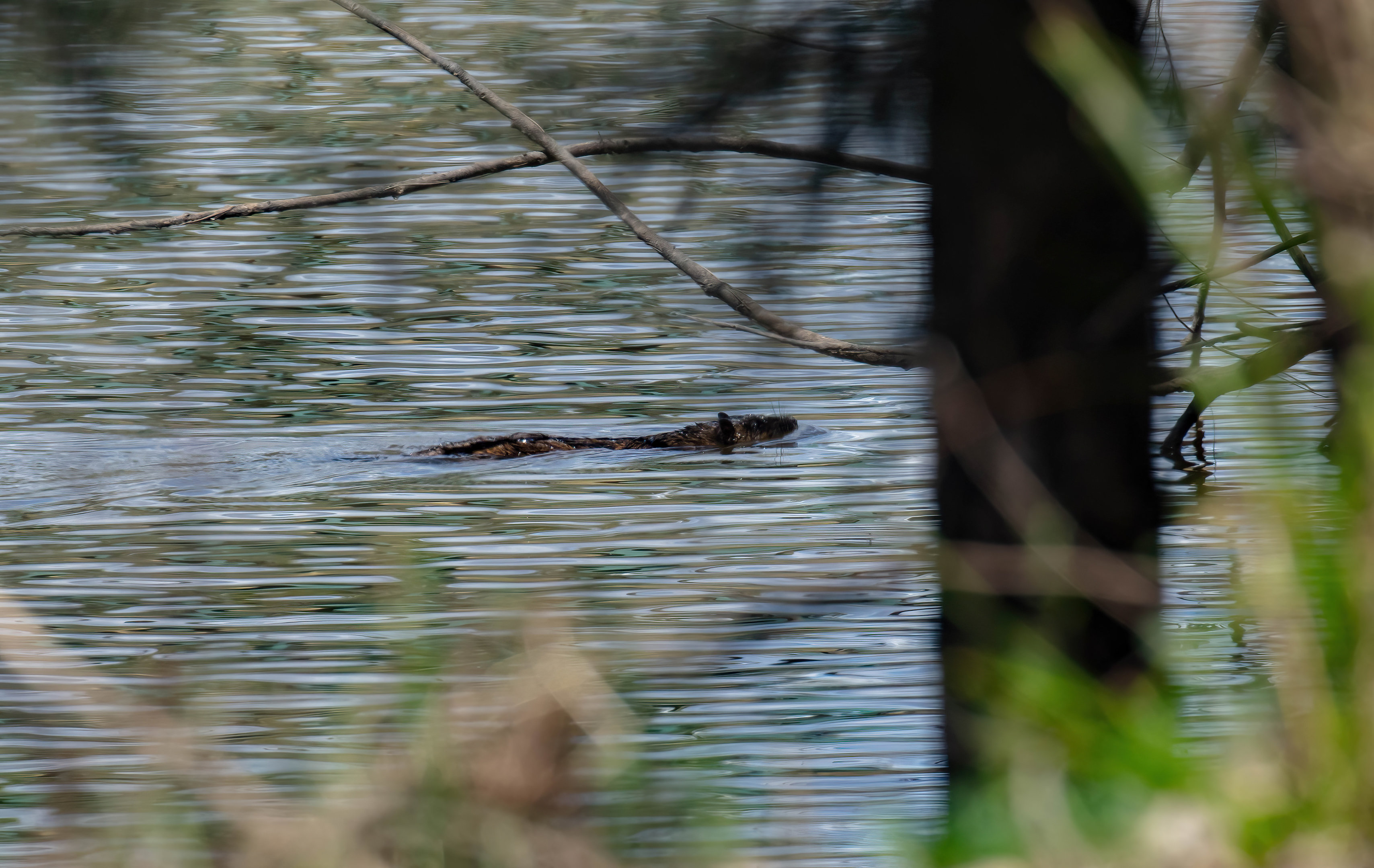 Australian Water Rat