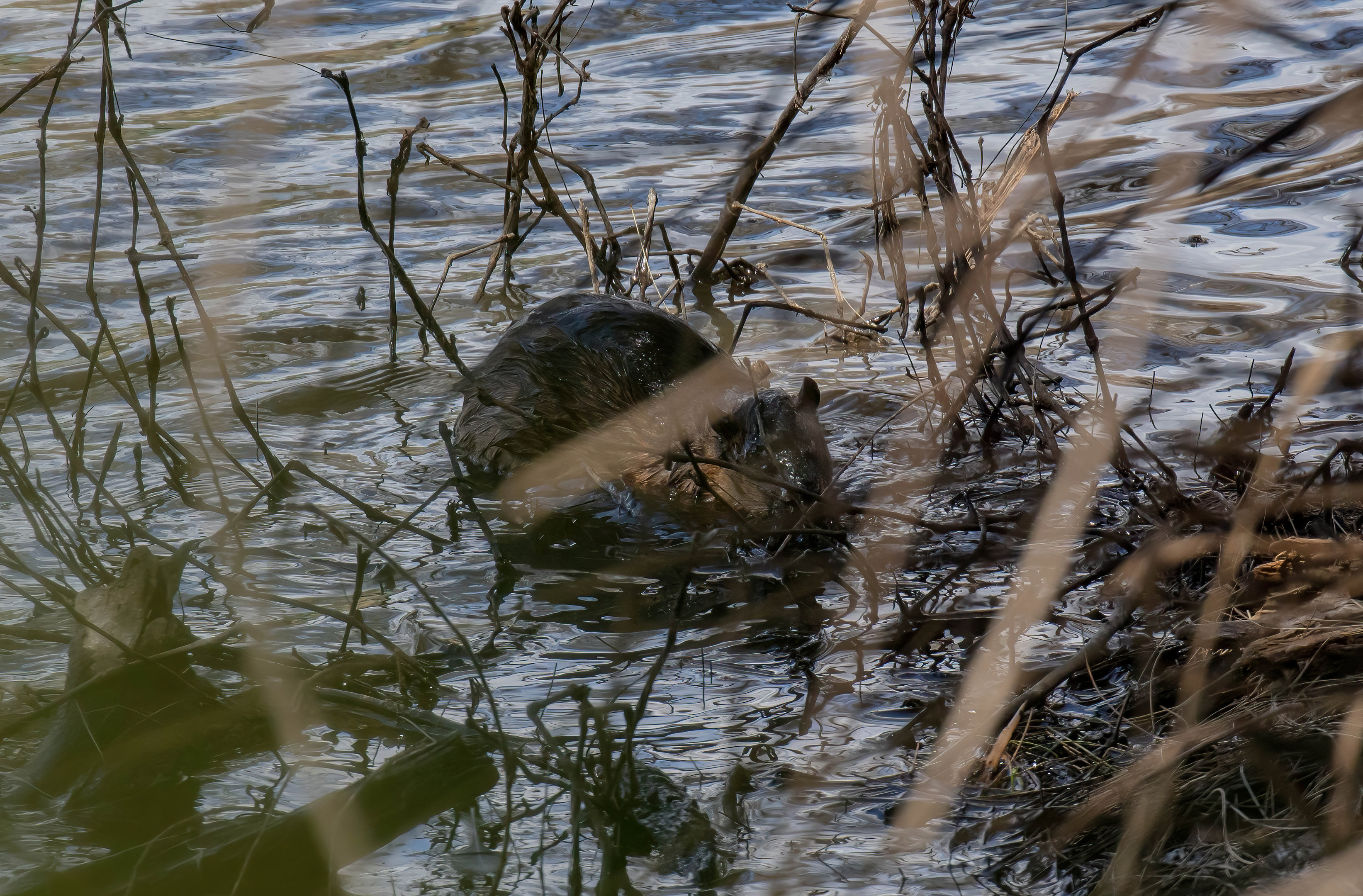 Australian Water Rat