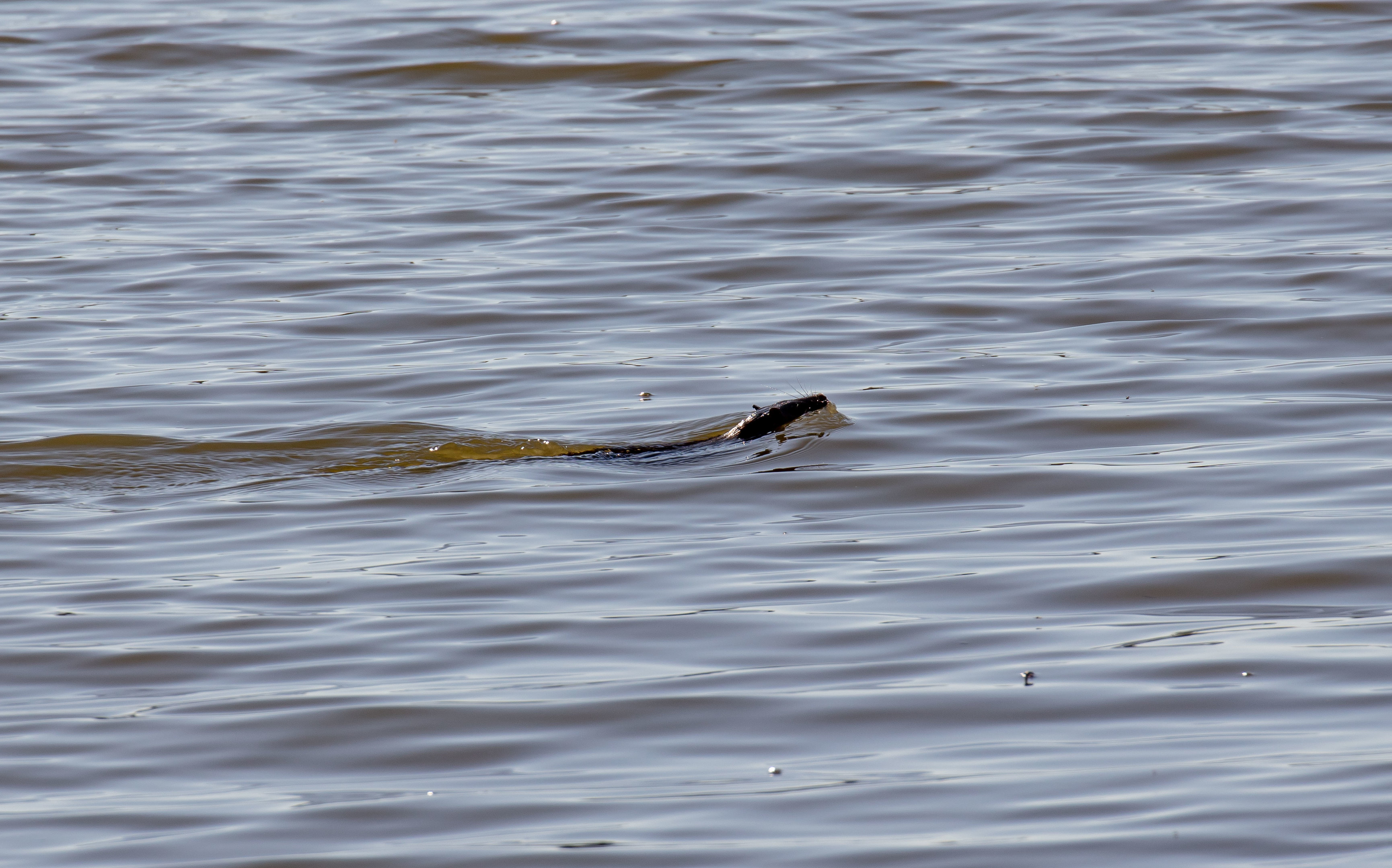 Australian Water Rat