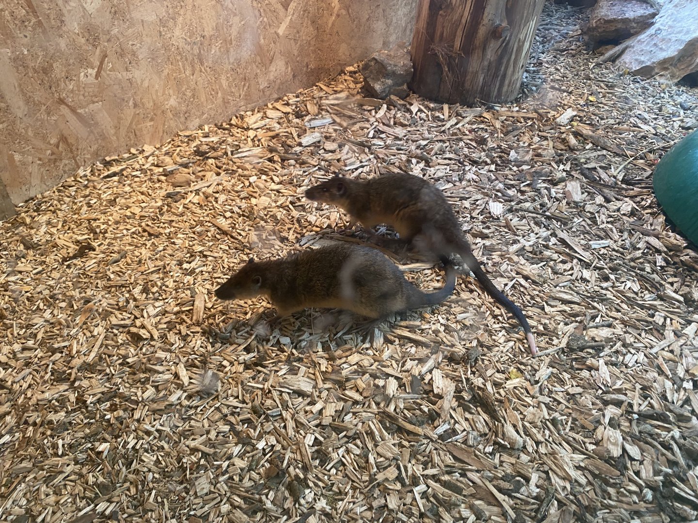 Australian water rats 190422