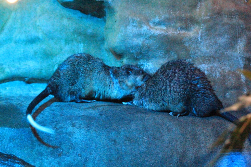 Australian Water Rats