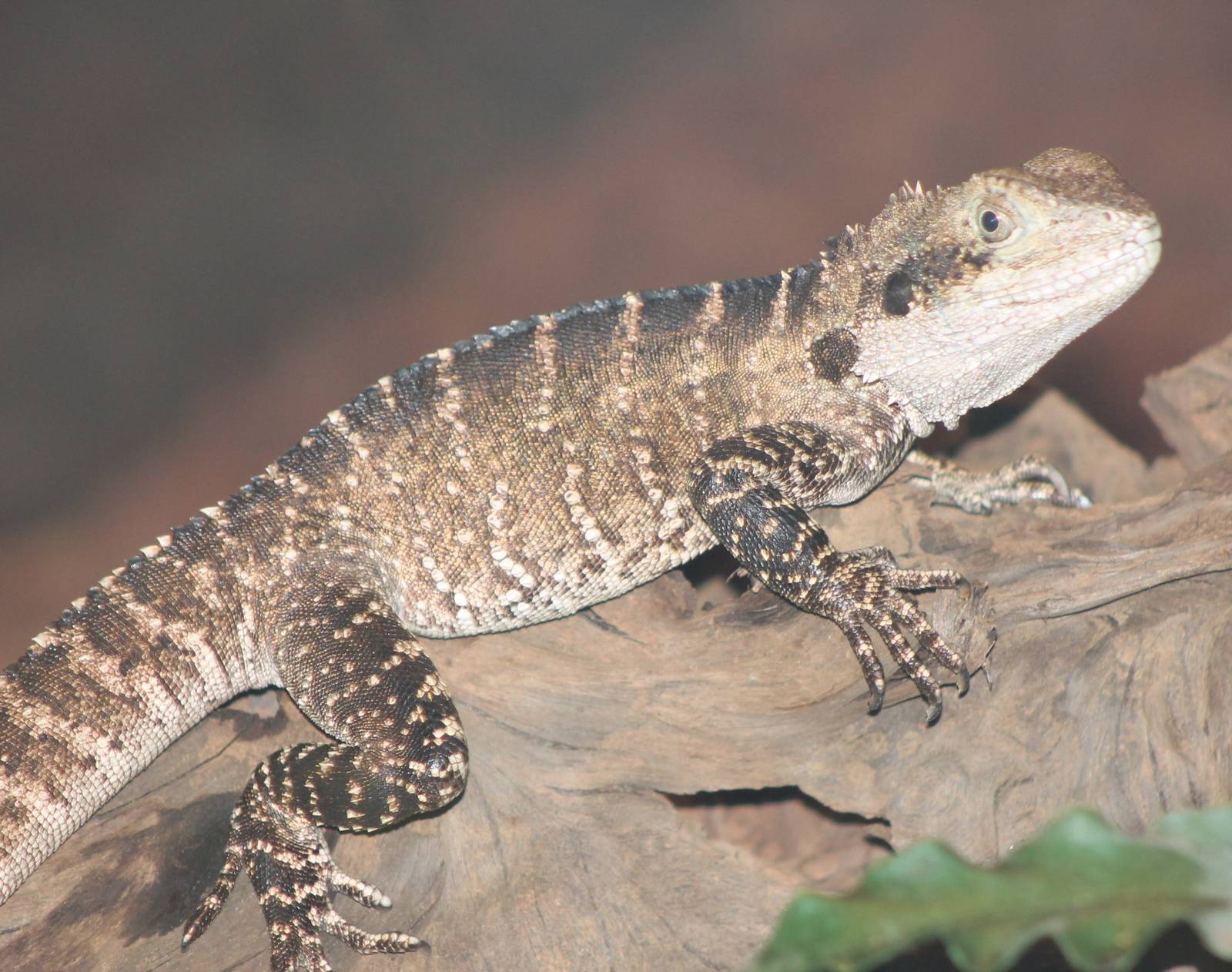Australian waterdragon female