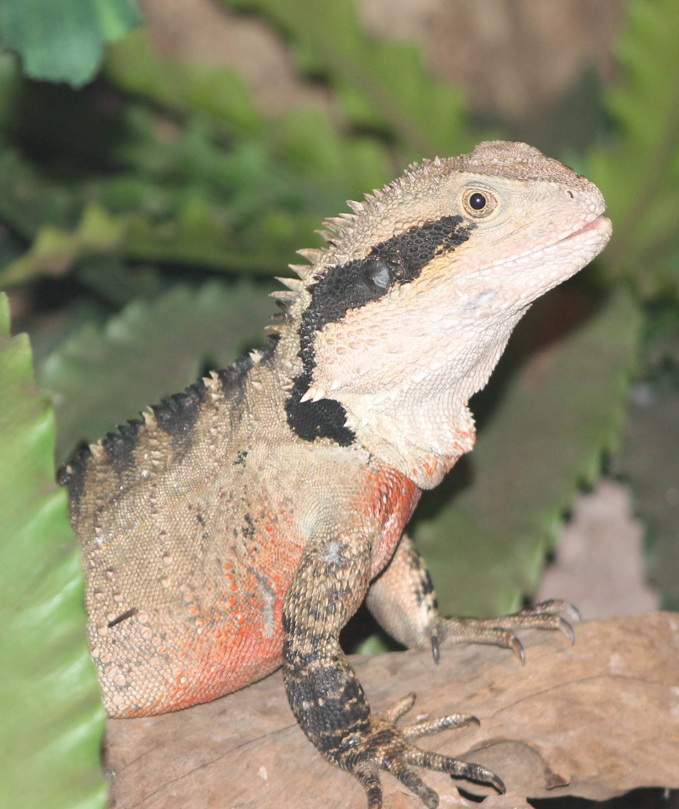Australian waterdragon