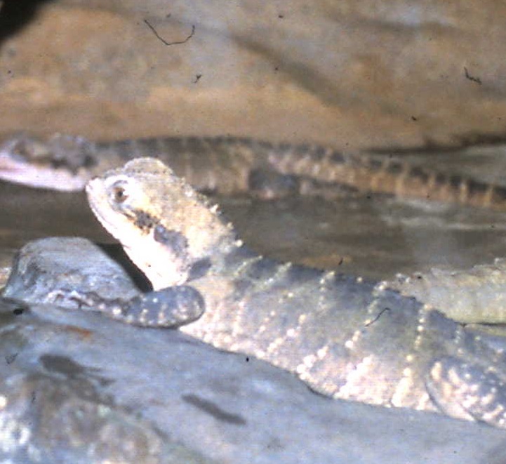 australian waterdragon
