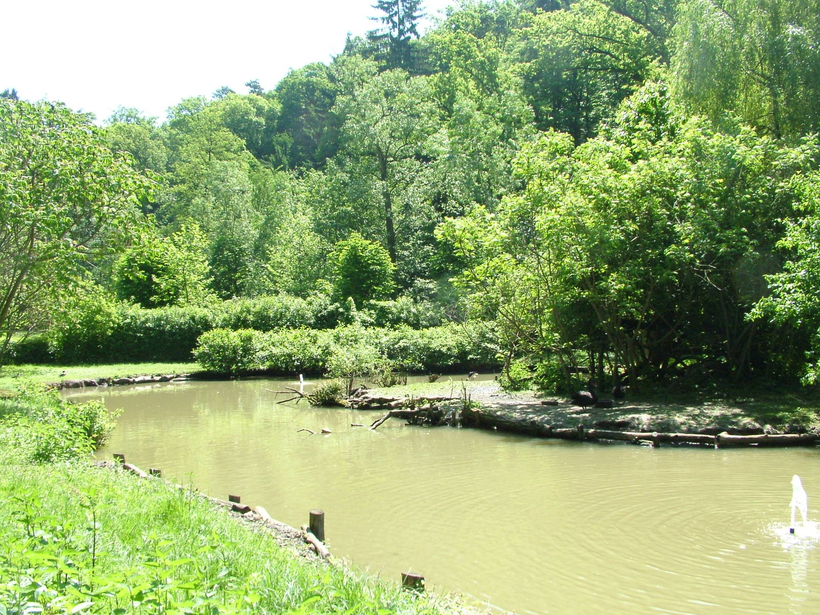 Australian waterfowl lake at Zlin, 28/05/10