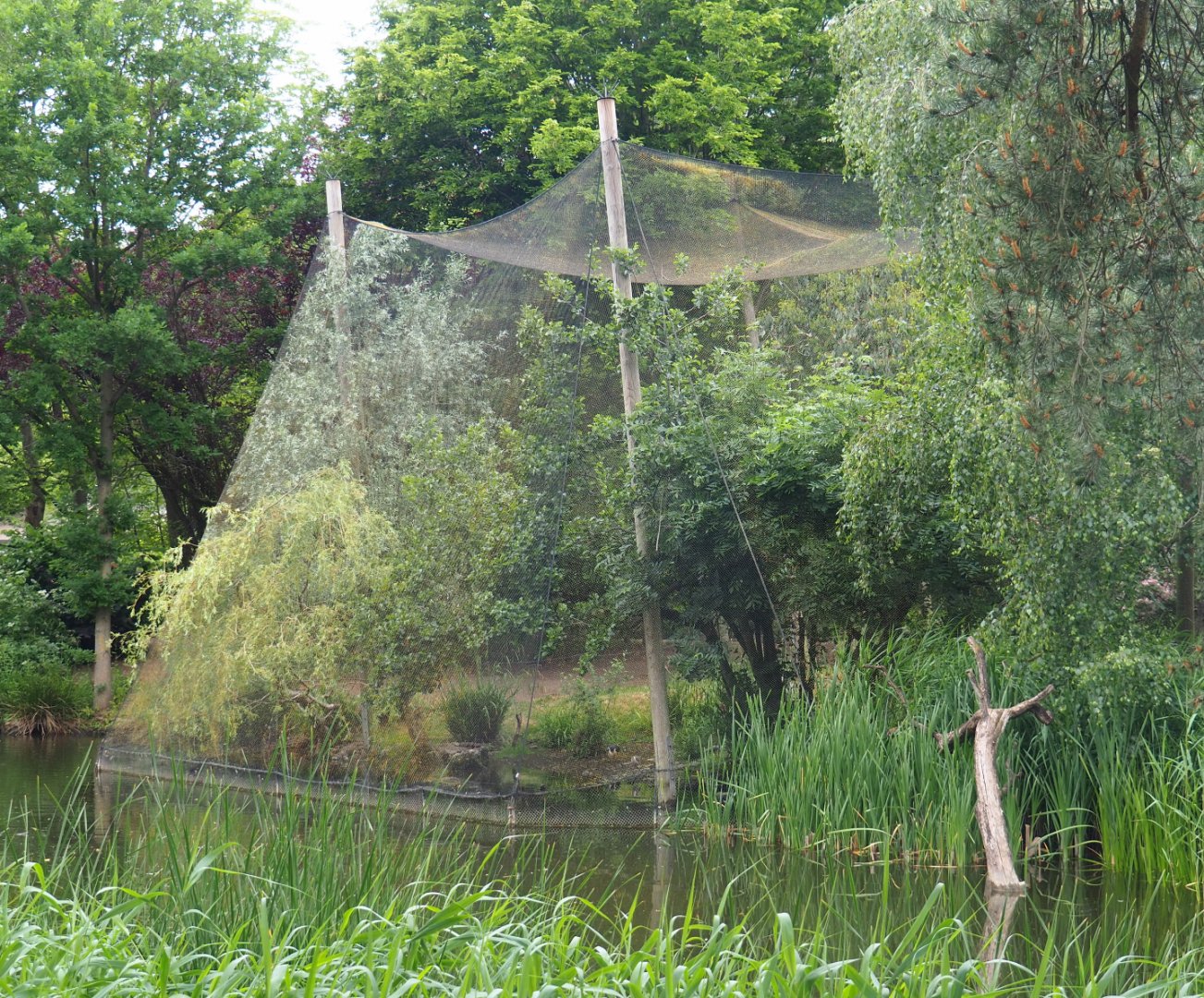 Australian waterfront aviary, 2020-05-23