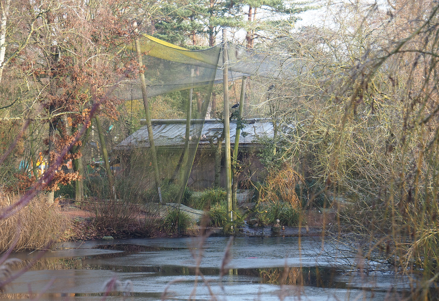 Australian waterfront aviary, 2021-12-22